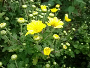 重陽の節句　黄色の小菊